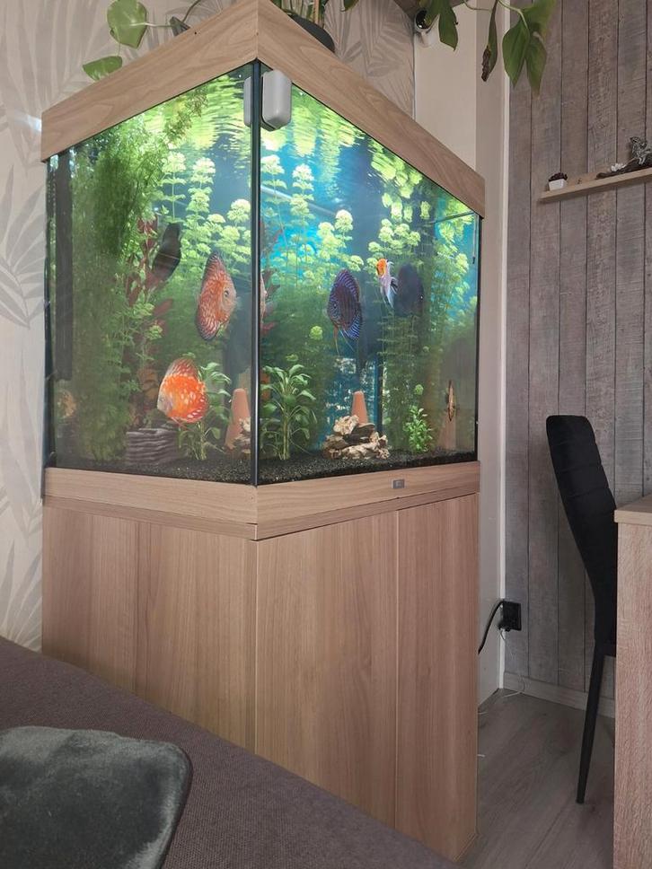 Aquarium  met discus vissen te koop, Dieren en Toebehoren, Vissen | Aquariumvissen, Vis