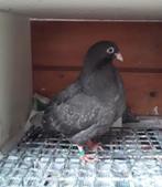 Gaditano kropper piepertje, Dieren en Toebehoren, Vogels | Duiven, Mannelijk, Kropper