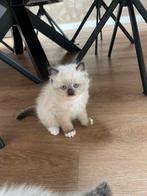 Te koop prachtige raszuivere Ragdoll kittens., Ontwormd