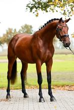 2,5-jarige hengst (Ototo van de Wimphof x Vivaldi), Dieren en Toebehoren, Paarden, Dressuurpaard, Hengst, 3 tot 6 jaar, 160 tot 165 cm