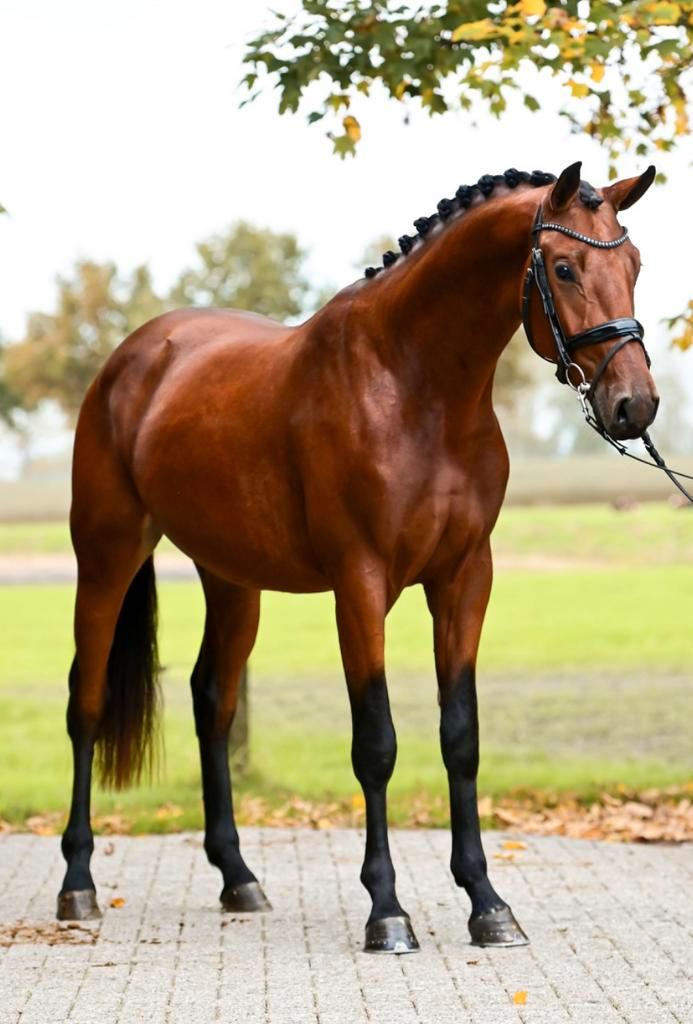 2,5-jarige hengst (Ototo van de Wimphof x Vivaldi), Dieren en Toebehoren, Paarden, Hengst, Onbeleerd, 160 tot 165 cm, 3 tot 6 jaar