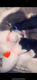 Kittens Perzische  x Maine goon x Amerikaanse korthaar, Dieren en Toebehoren, Katten en Kittens | Raskatten | Korthaar, Meerdere dieren