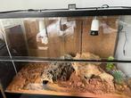 Terrarium 80x40x50 met inrichting, Dieren en Toebehoren, Ophalen, Terrarium of Paludarium