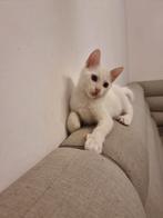 Witte kitten, Dieren en Toebehoren, Katten en Kittens | Overige Katten, Kater