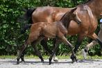 Prachtig springveulen, Dieren en Toebehoren, Paarden, Springpaard, Gechipt, 0 tot 2 jaar, Hengst