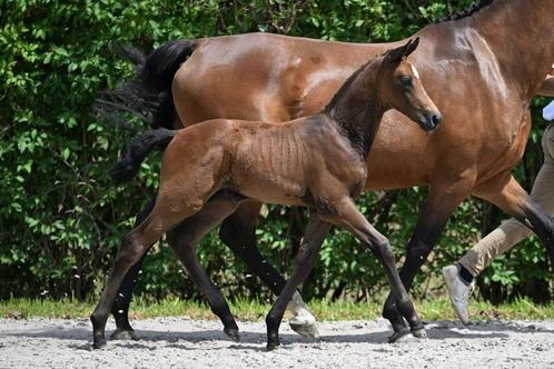 Prachtig springveulen, Dieren en Toebehoren, Paarden, Hengst, Onbeleerd, 0 tot 2 jaar, Springpaard, Met stamboom, Gechipt, Ontwormd