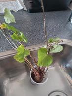 Zoete patat stekjes, Ophalen, Halfschaduw, Minder dan 100 cm