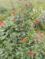 Dahlia, enkelvoudig, Ophalen, Zomer, Overige soorten, Volle zon