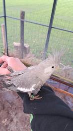 Jonge valkparkiet, Geslacht onbekend