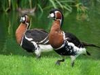 Overname van siereenden, ganzen, zwanen en meer, Dieren en Toebehoren, Pluimvee, Meerdere dieren, Gans of Zwaan