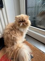 Perziche poes met stamboom 3 jaar oud, Dieren en Toebehoren, Poes, Gechipt, 3 tot 5 jaar