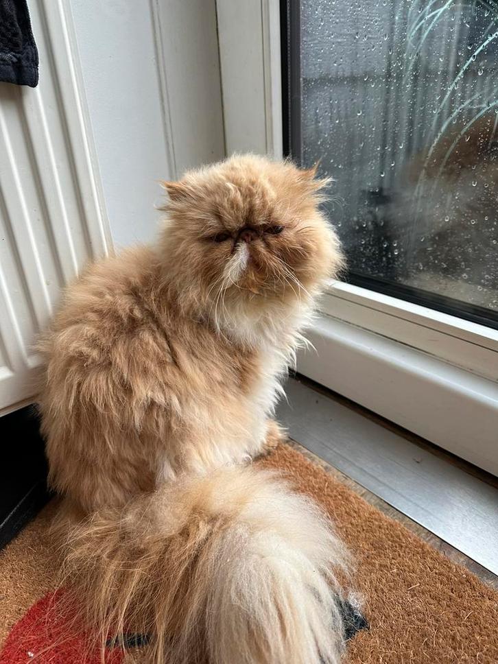 Perziche poes met stamboom 3 jaar oud, Dieren en Toebehoren, Katten en Kittens | Raskatten | Langhaar, Poes, 3 tot 5 jaar, Met stamboom