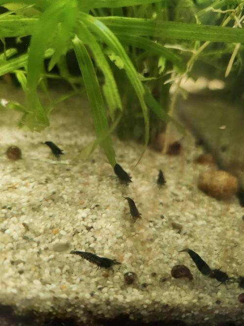 Blauwe neocaridina garnalen, Dieren en Toebehoren, Vissen | Aquariumvissen, Zoetwatervis, Kreeft, Krab of Garnaal, Schoolvis