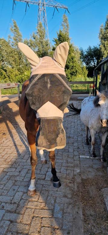 Pagony vliegenmasker maat pony beschikbaar voor biedingen