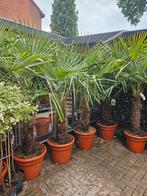 Winterharde palmbomen in diverse maten, Ophalen of Verzenden, Zomer, Volle zon, Palmboom