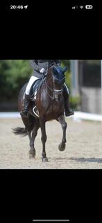 Bijrijdpaard / lease paard, Dieren en Toebehoren, Ophalen of Verzenden