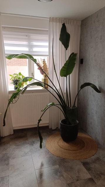 Grote Strelitzia  beschikbaar voor biedingen