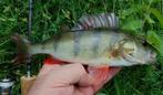 Deel 3) 3 sets van elk 4 stuks Baars Snoekspinners met vlieg, Ophalen, Nieuw, Complete set