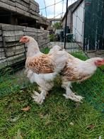 Brahma haantjes goud-zwart gezoomd en wit-goud gezoomd, Dieren en Toebehoren, Pluimvee, Mannelijk, Kip