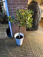 Mooie plant + pot, Ophalen, Vaste plant, Overige soorten, Halfschaduw