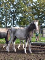Welsh -A pony`s en  veulens, Niet van toepassing, 0 tot 2 jaar, B pony (1.17m tot 1.27m), Meerdere dieren
