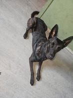 Hollandse/mechelse herder ( rechts op foto), Dieren en Toebehoren, Honden | Herdershonden en Veedrijvers, Reu, 1 tot 2 jaar, Eén hond