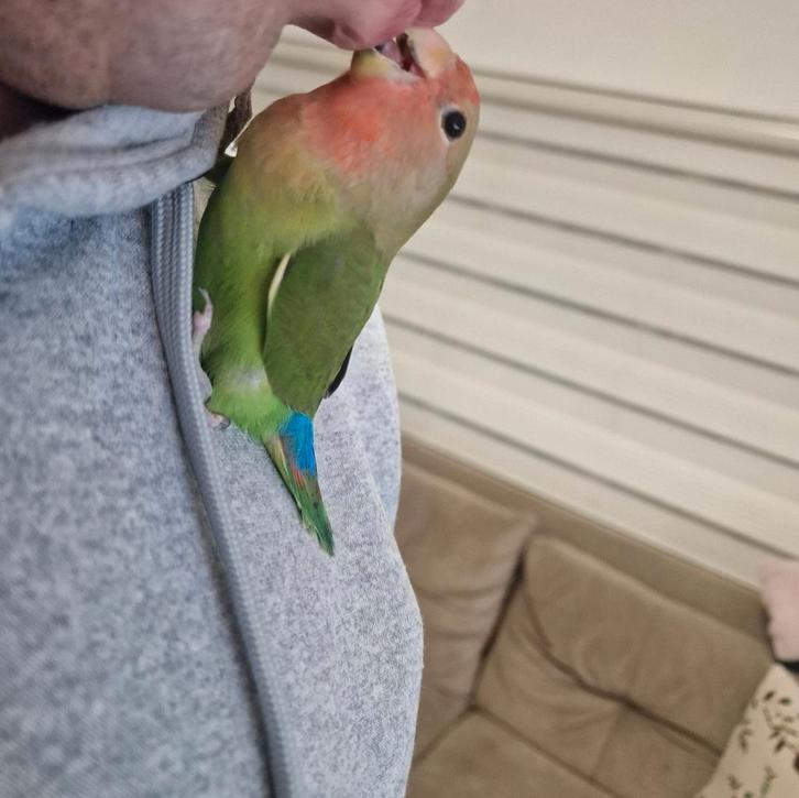 Supertamme en Lieve Agapornis Te Koop! 4 Maanden Oud., Dieren en Toebehoren, Vogels | Parkieten en Papegaaien, Parkiet, Mannelijk