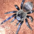 Vogelspin, Dieren en Toebehoren, Insecten en Spinnen