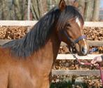 Elegante painthorse jaarling, Dieren en Toebehoren, Paarden, Westernpaard, Onbeleerd, Gechipt, Merrie