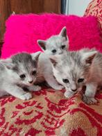 Transylvanian kitten/1 boy left, Dieren en Toebehoren, Katten en Kittens | Raskatten | Korthaar, Meerdere dieren, Gechipt, 0 tot 2 jaar