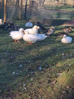 Kwaker wit man en vrouw (verwant), Dieren en Toebehoren, Pluimvee, Meerdere dieren, Eend