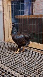 2 Barnevelder dubbelgezoomd hennen, Vrouwelijk, Kip