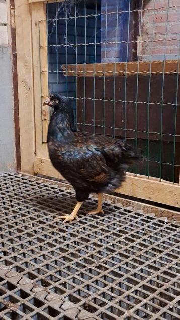 2 Barnevelder dubbelgezoomd hennen beschikbaar voor biedingen