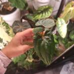 Anthurium Red Vein Dark Phoenix RVDP, Ophalen of Verzenden, Halfschaduw, Minder dan 100 cm