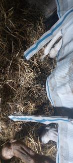 Mooi vliegendeken, Dieren en Toebehoren, Stalling en Weidegang, Weidegang, 1 paard of pony
