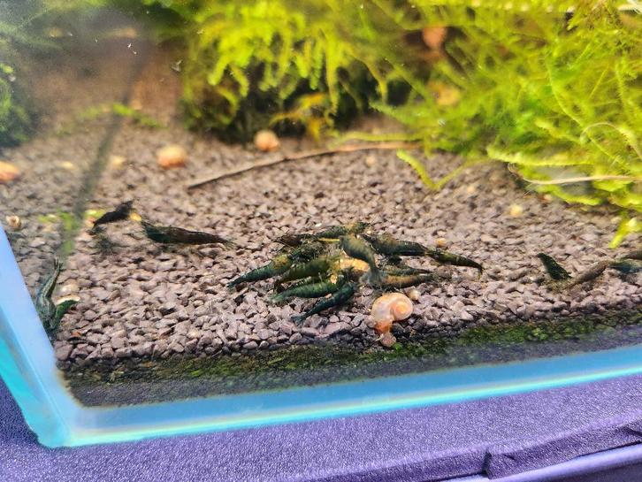 Hele unieke Green Golden Hulk Garnalen, Dieren en Toebehoren, Vissen | Aquariumvissen, Zoetwatervis, Kreeft, Krab of Garnaal