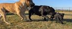 Ras echte boerboel pups, Overige rassen, CDV (hondenziekte), 8 tot 15 weken, Meerdere