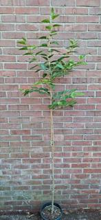 Styrax japonicus, japanse storaxboom, Ophalen, Volle zon, Overige soorten