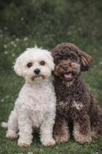 Puppy’s verwacht Boomer Poedel Maltipoo, Dieren en Toebehoren, Overige rassen, 8 tot 15 weken, Meerdere, Nederland