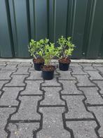 Pluim hortensia   limelight  €5,50 euro mooie volle planten, Tuin en Terras, Planten | Tuinplanten, Halfschaduw, Zomer, Ophalen of Verzenden