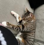 Lief poes met toebehoren, Poes, 3 tot 5 jaar