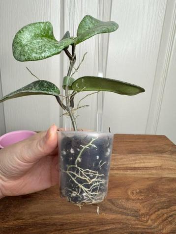 Hoya carnosa nova ghost 1 beschikbaar voor biedingen