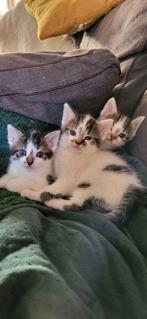 3 prachtige kittens te koop, Dieren en Toebehoren, Katten en Kittens | Overige Katten, Meerdere dieren, Kortharig, 0 tot 2 jaar