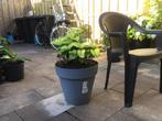 Hortensia plant (kleur Wit)  in 25 liter Elho pot., Vaste plant, Halfschaduw, Zomer, Ophalen