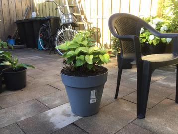 Hortensia plant (kleur Wit)  in 25 liter Elho pot. beschikbaar voor biedingen