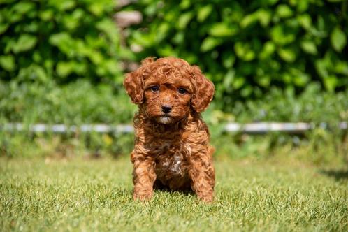 *minidoodle pups*   klein blijvende doodle pups., Dieren en Toebehoren, Honden | Niet-rashonden, Klein, Meerdere dieren, Fokker | Professioneel