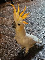 Te koop, Dieren en Toebehoren, Vogels | Parkieten en Papegaaien, Mannelijk, Papegaai