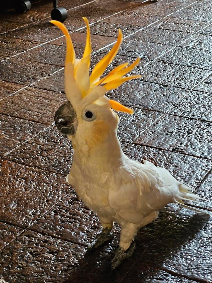 Te koop, Dieren en Toebehoren, Vogels | Parkieten en Papegaaien, Papegaai, Mannelijk