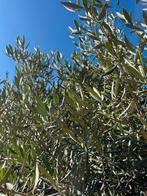 Olea Europeana meerstammig 250 cm, Tuin en Terras, Planten | Bomen, 100 tot 250 cm, Olijfboom, Ophalen, Volle zon