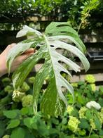 Laatste Monstera Variagata tussenstekken, Huis en Inrichting, Kamerplanten, Ophalen, Overige soorten, Minder dan 100 cm
